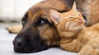 cat and dog together