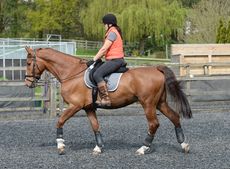 Horse01_Bit14pn_10528.jpg