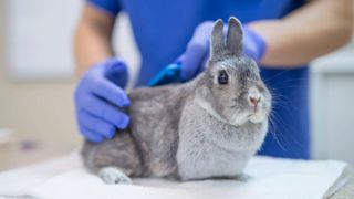 Rabbit at the vet