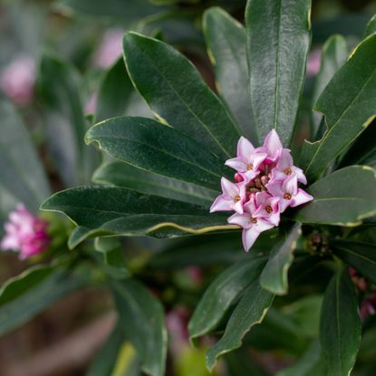 Pink flowers on winter daphne shrub