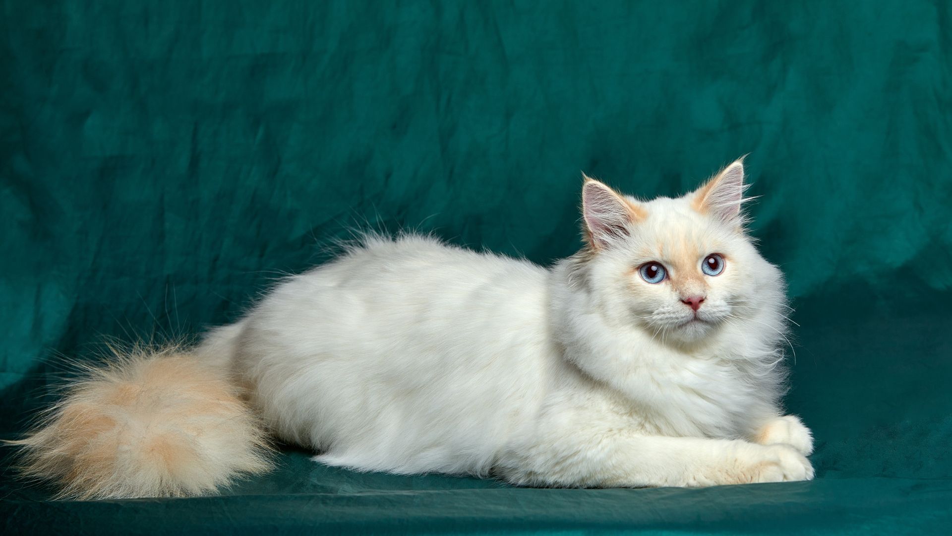 White Siberian Forest cat lying down on a green velvet background