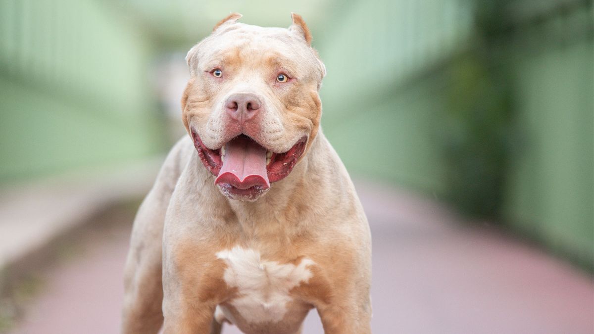 XL Bully: Why is the controversial breed being banned?