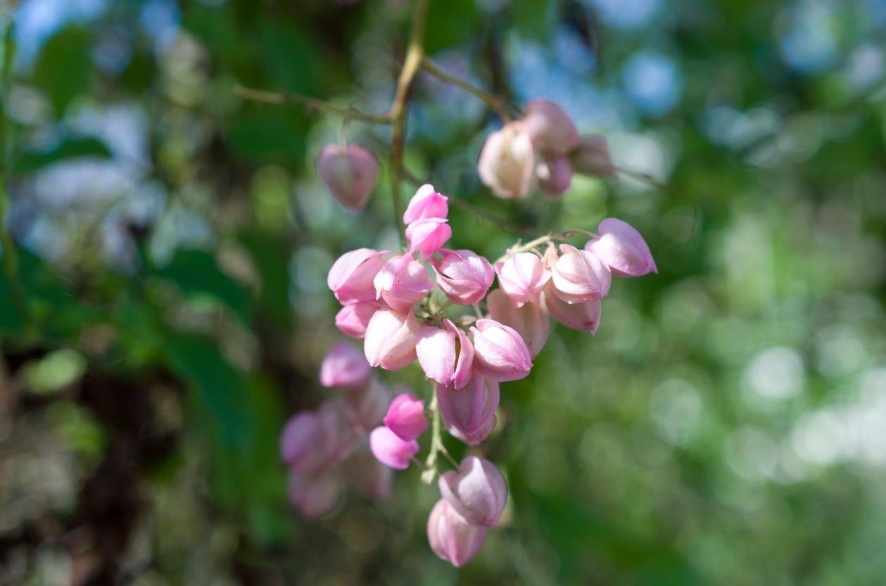 Pink Flowered Coral Vine