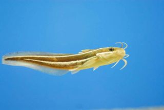 Researchers have found that Japanese sea catfish, like this one, have evolved sensors on their whiskers that can detect slight changes in water acidity to help the fish find prey in the dark.