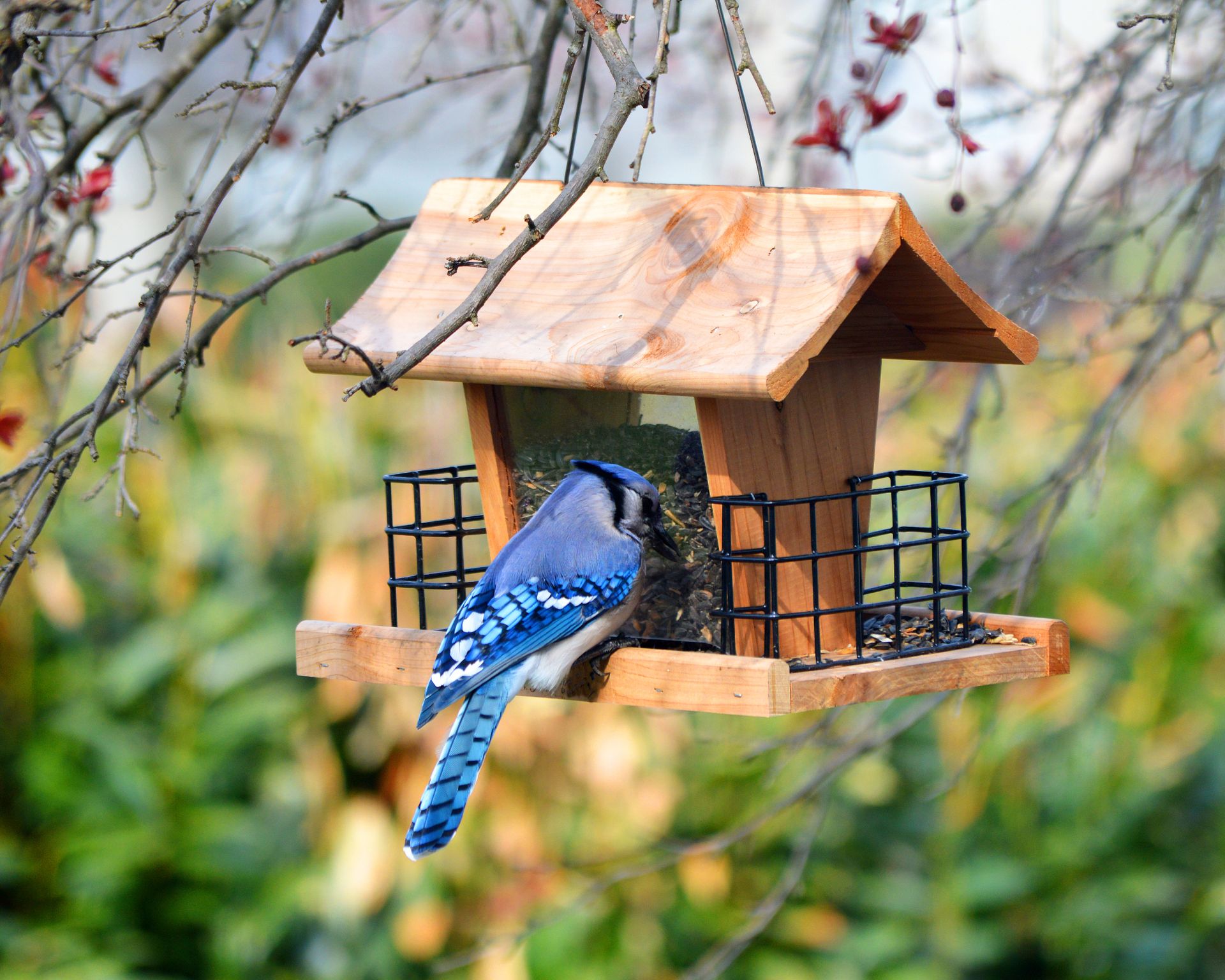 Blue jay on a bird feeder