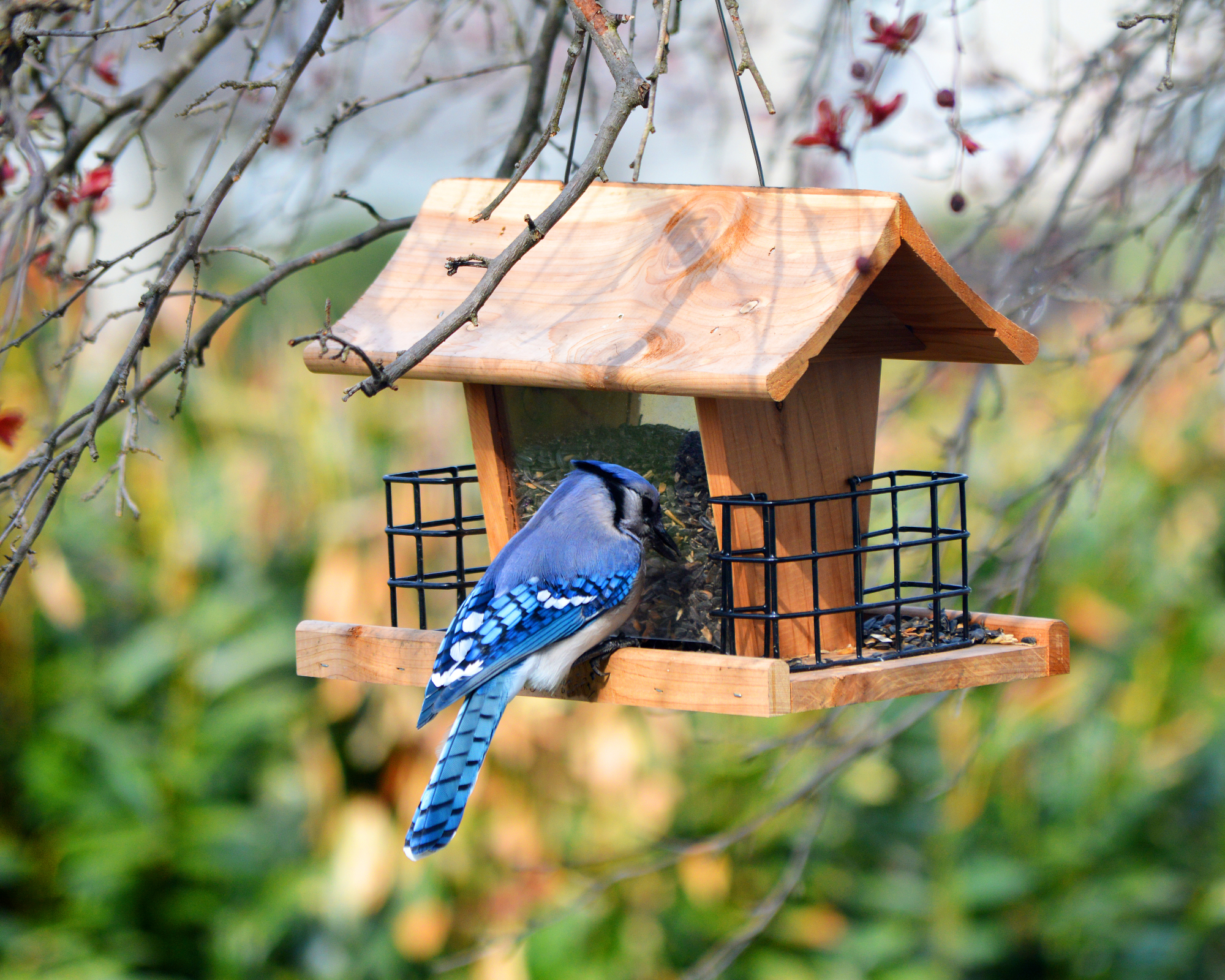 Blue jay on a bird feeder