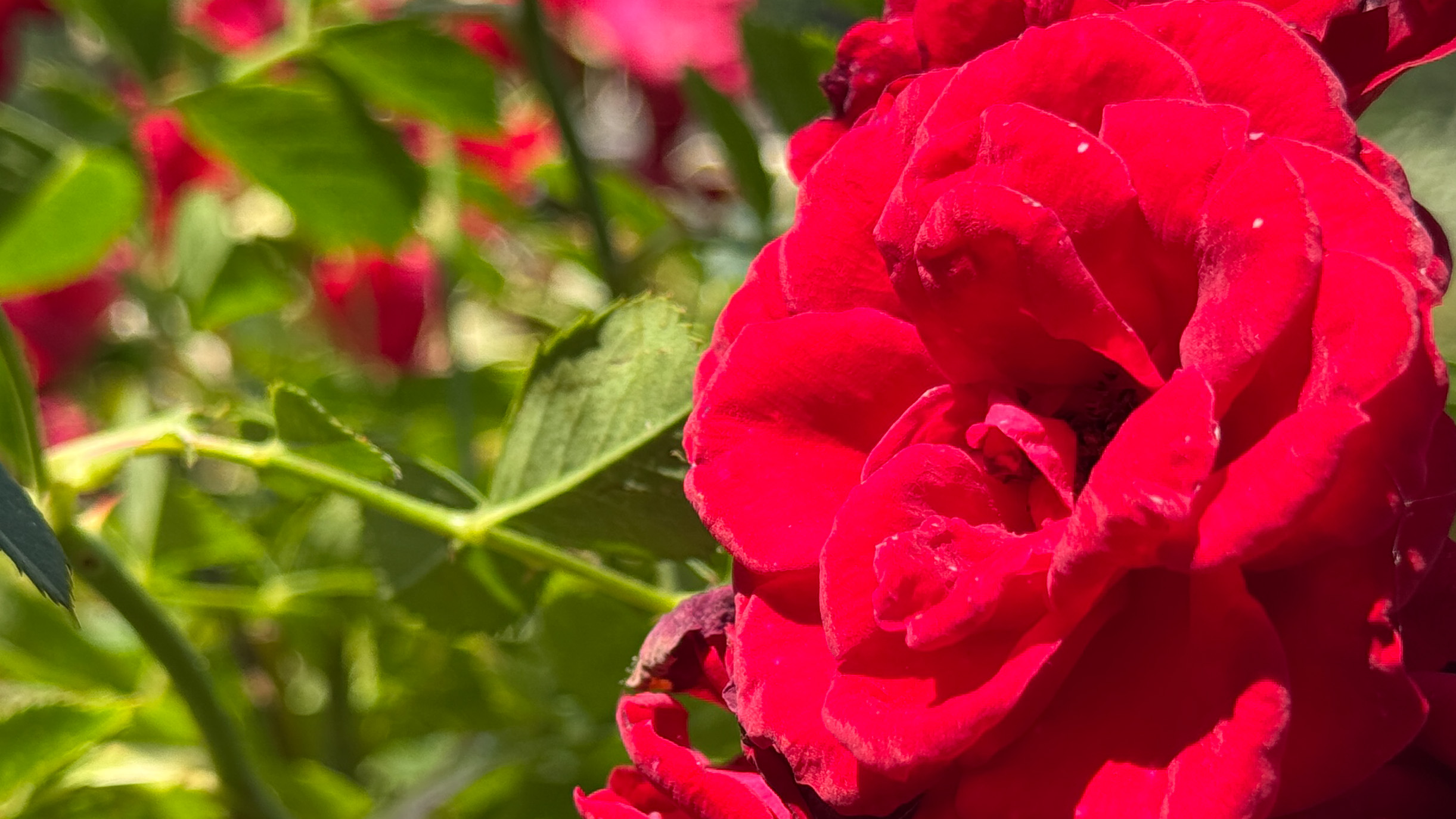 A red rose shot with the iPhone 16 Pro Max