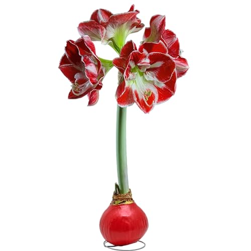 Bonnie Plants Red Waxed Minerva Amaryllis Bulb, Live Plant, Single Bulb