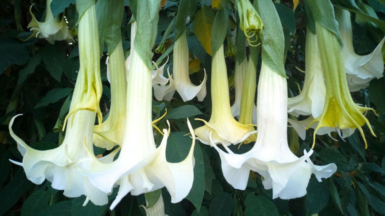 White Brugmansia (Angel&#039;s Trumpet) Flowers