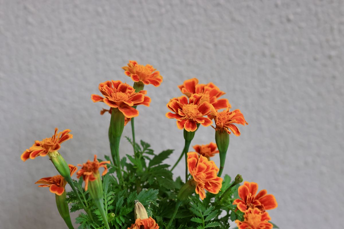 sample shots from Canon RF 85mm f/2 Macro I S STM