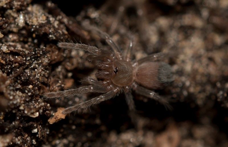 montserrat tarantula