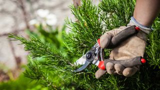 person pruning back rosemary