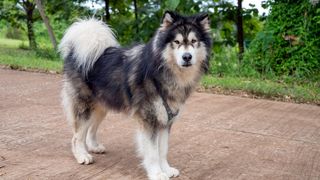 32 big dog breeds that make sensible pets