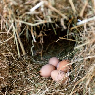 chickens eggs with dry grass