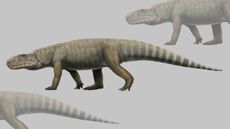 An illustration of the early archosaur Mambawakale ruhuhu, whose name means "ancient crocodile from the Ruhuhu Basin" in Kiswahili. Paleontologists found only its skull, jaw and a few other bones, so the rest of the body &mdash; mainly the tail and limbs &mdash; are reconstructed based on the anatomy of its close relatives.