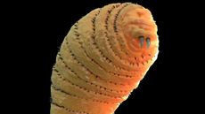 computer illustration of bot fly larva