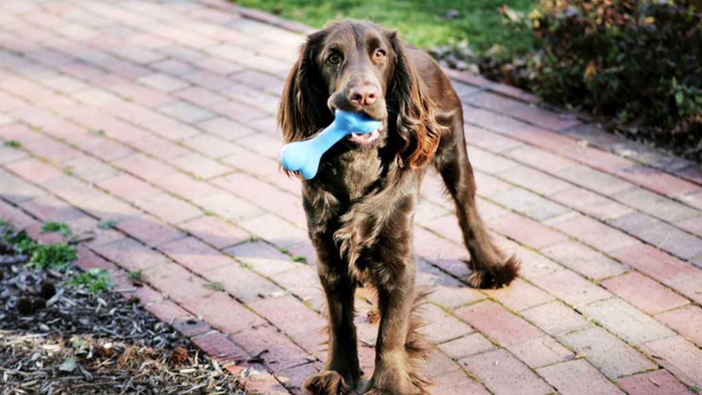 Choosing safe chew toys for dogs A vet's guide PetsRadar