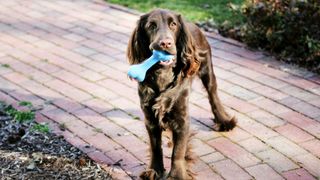 chew toy for dogs