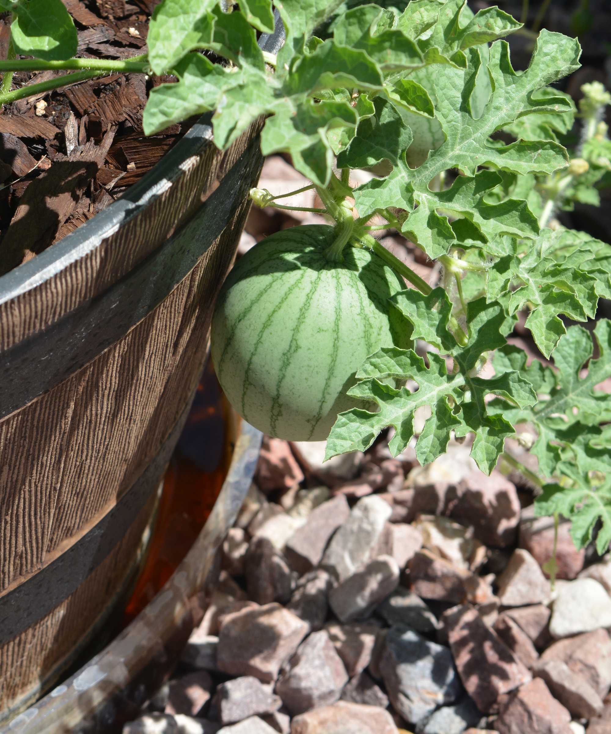 A 'Sugar Baby' watermelon is growing in a wooden planter