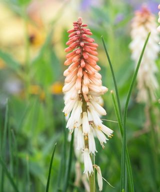 Red hot poker orange vanilla popsicle