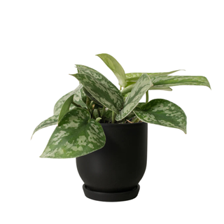 Satin Pothos