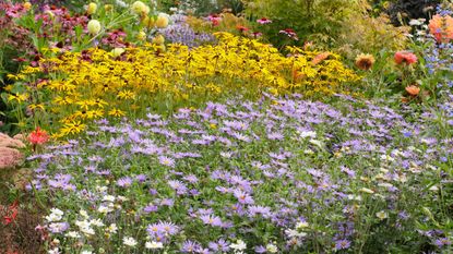 experts favorite autumn flowering plants - garden border with Aster frikartii 'Monch', Rudbeckia fulgida 'Goldsturm' and Echinacea purpurea 'Magnus' 