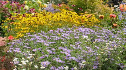 experts favorite autumn flowering plants - garden border with Aster frikartii &#039;Monch&#039;, Rudbeckia fulgida &#039;Goldsturm&#039; and Echinacea purpurea &#039;Magnus&#039; 