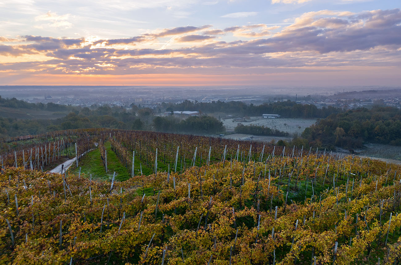 vineyards in the foreground rolling down the hill, the city of Gattinara further on