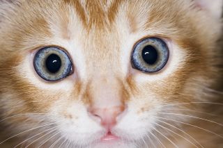 Close up of cat&#039;s face and wide eyes