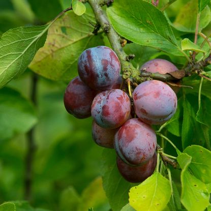 Plums growing on a tree