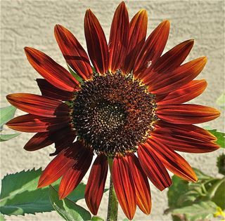 The florets of a sunflower are actually two different types of flowers known as ray flowers and disk flowers.