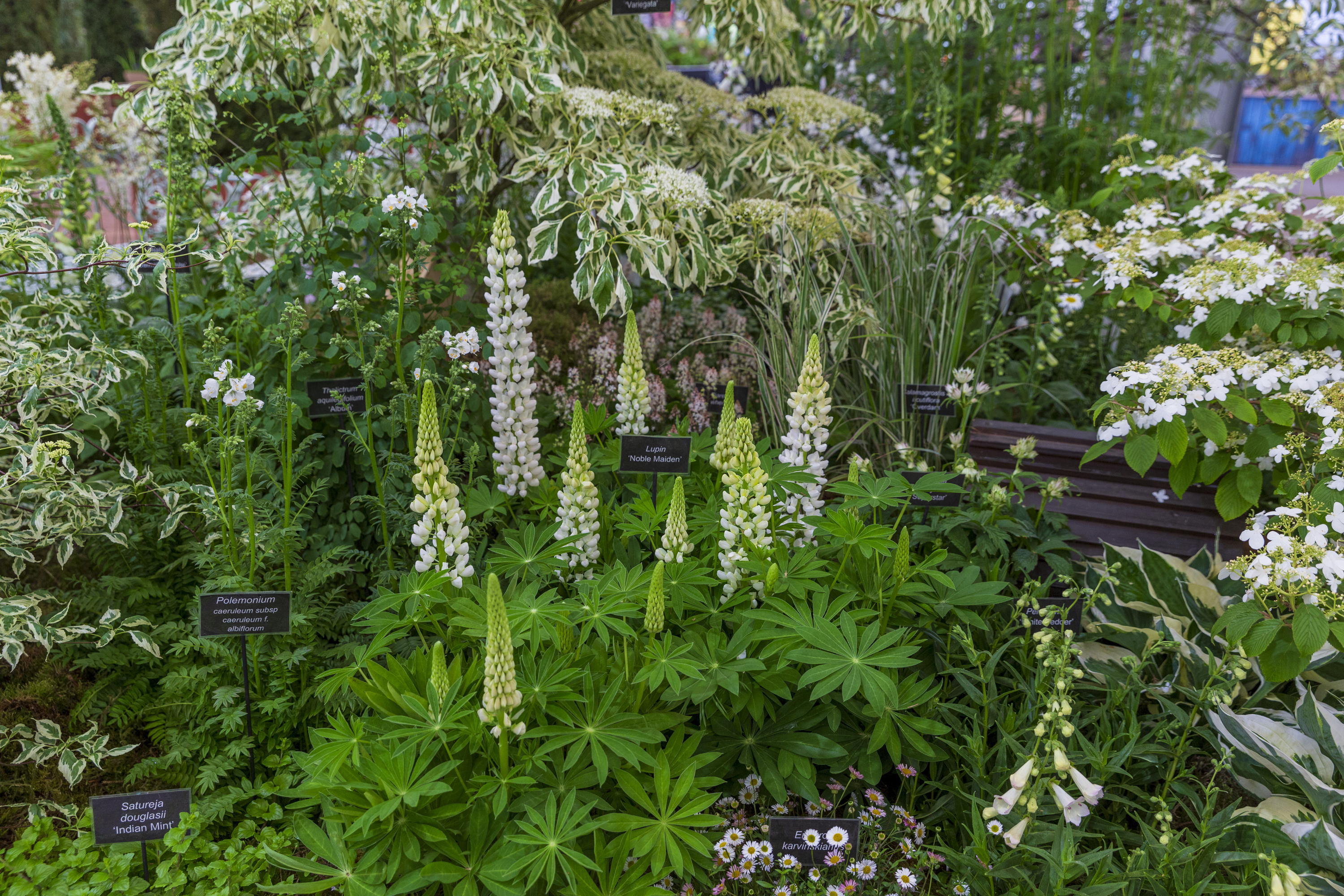GreenJJam Nurseries in the Grand Pavilion at Chelsea Flower Show 2025