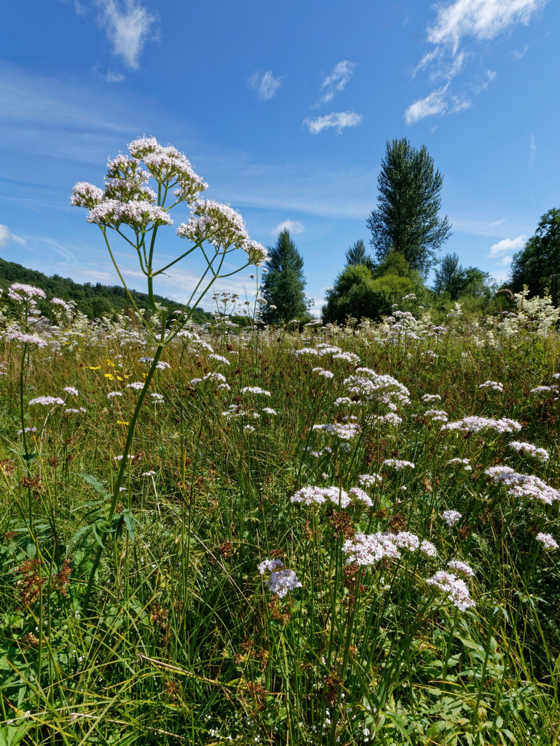 A valerian flower in a field on a lovely summer's day