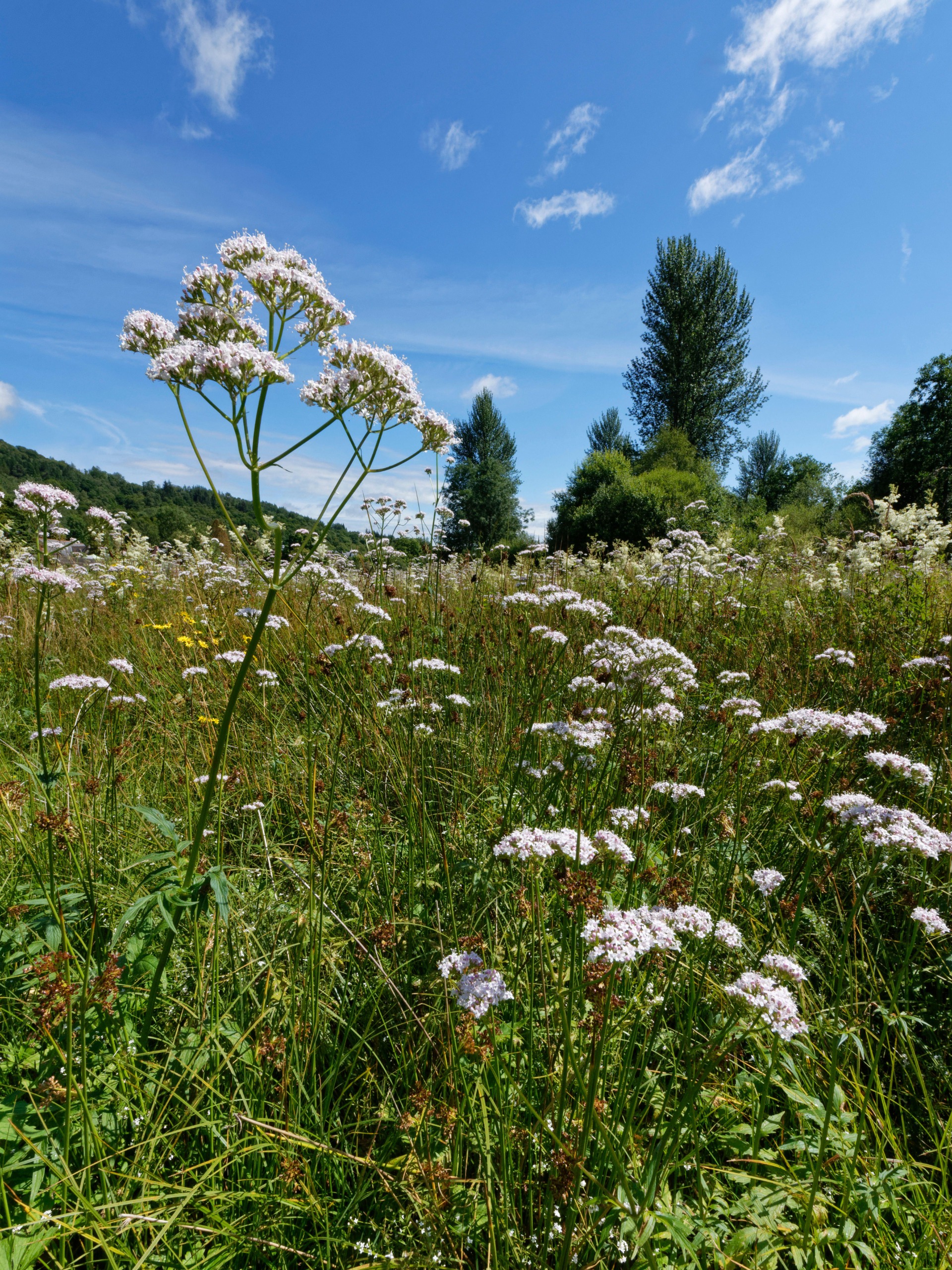 A valerian flower in a field on a lovely summer's day