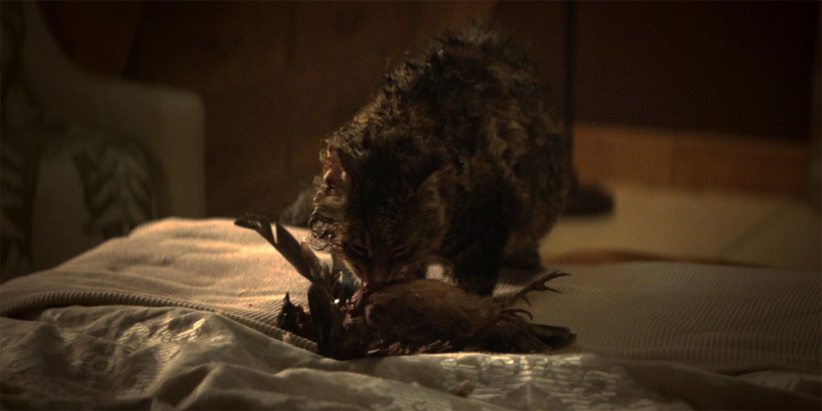 Church eating a dead bird in Pet Sematary 2019