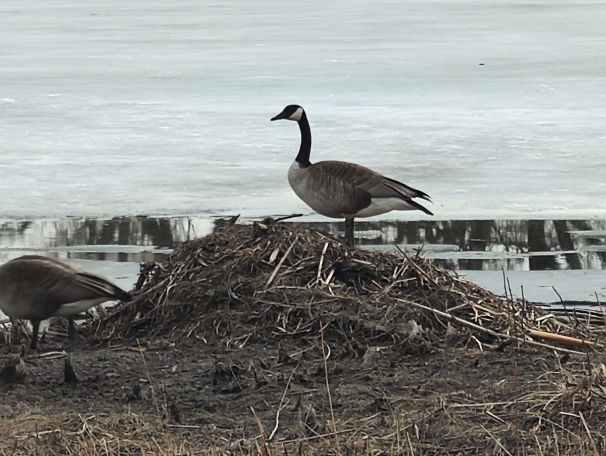 Xiaomi 12 Pro telephoto samples