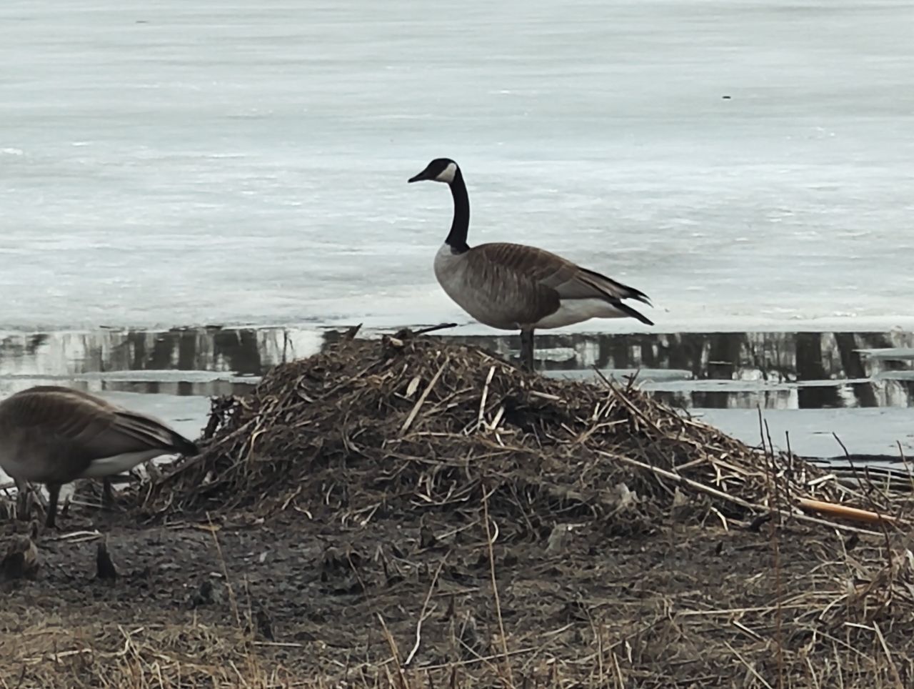 Xiaomi 12 Pro telephoto samples