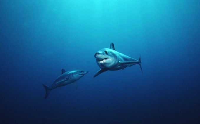 Dos tiburones mako de aleta corta que se mueven rápidamente y son peces aerodinámicos.  Se impulsan a sí mismos a través del agua con movimientos cortos de sus colas gruesas y poderosas.