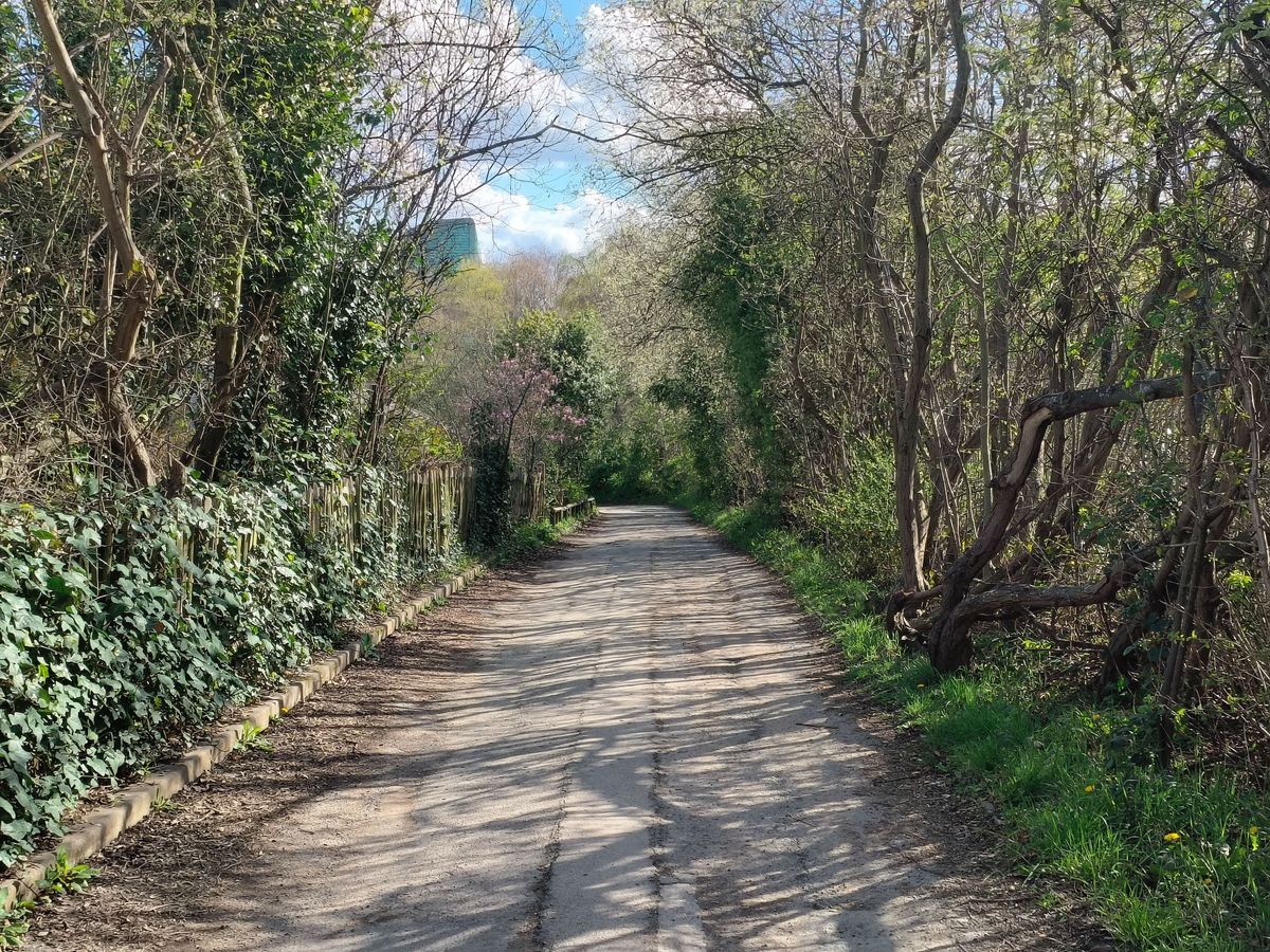 tree lined path OPPO Find N2 Flip camera