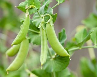 peas growing