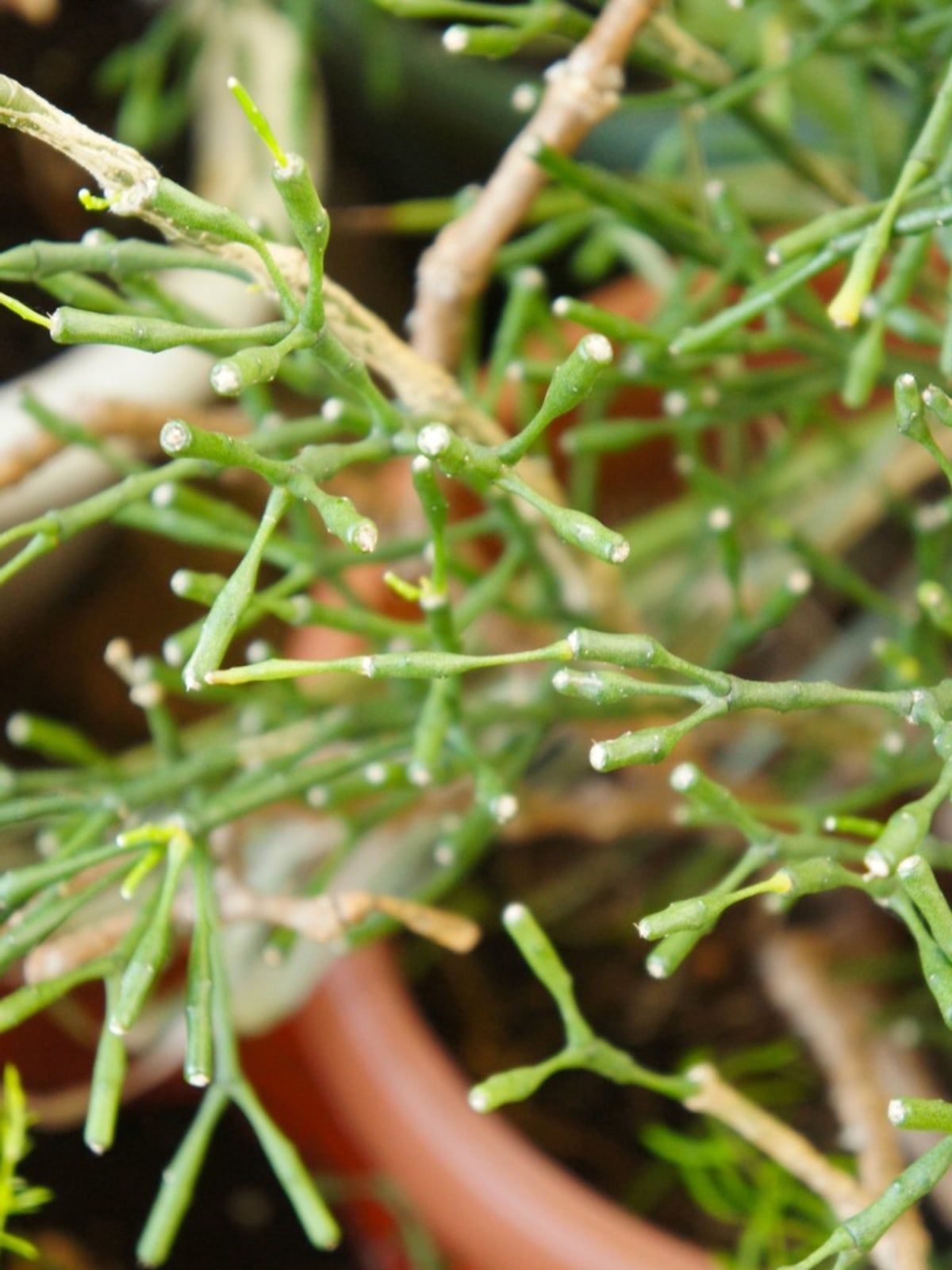 Potted Dancing Bones Cactus