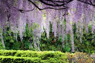 A dense wisteria plant