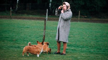 Queen Elizabeth II photographing her corgis at Windsor Park in 1960 in Windsor, England