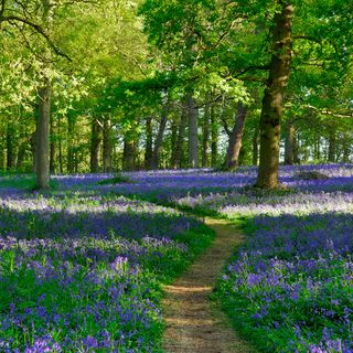 green trees with levender flowers and narrow road