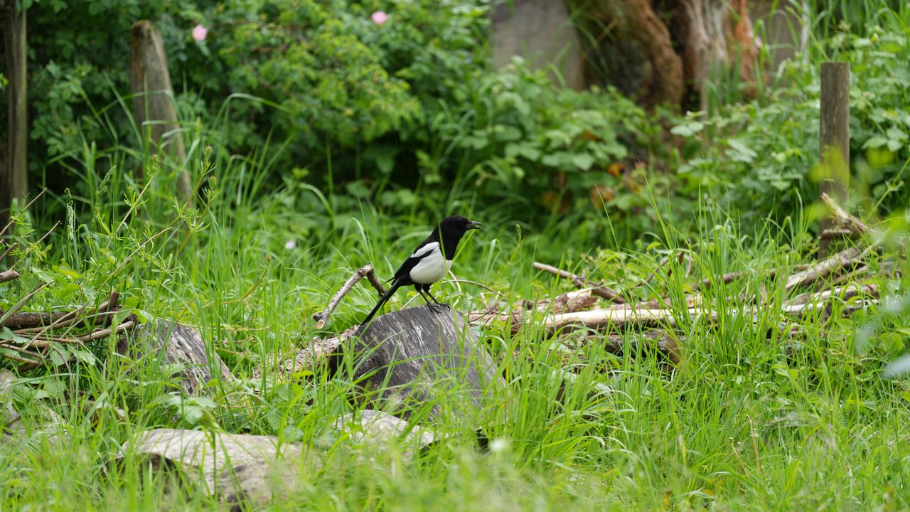 A picture of a magpie on a tree stump in a field.