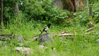 A picture of a magpie on a tree stump in a field.