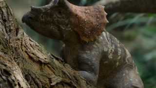 A young Triceratops rests by a tree.