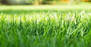 close up of grass to support frequent mowing as part of a summer lawn care tip