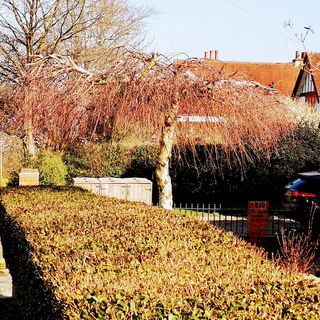 weeping brich tree in front garden