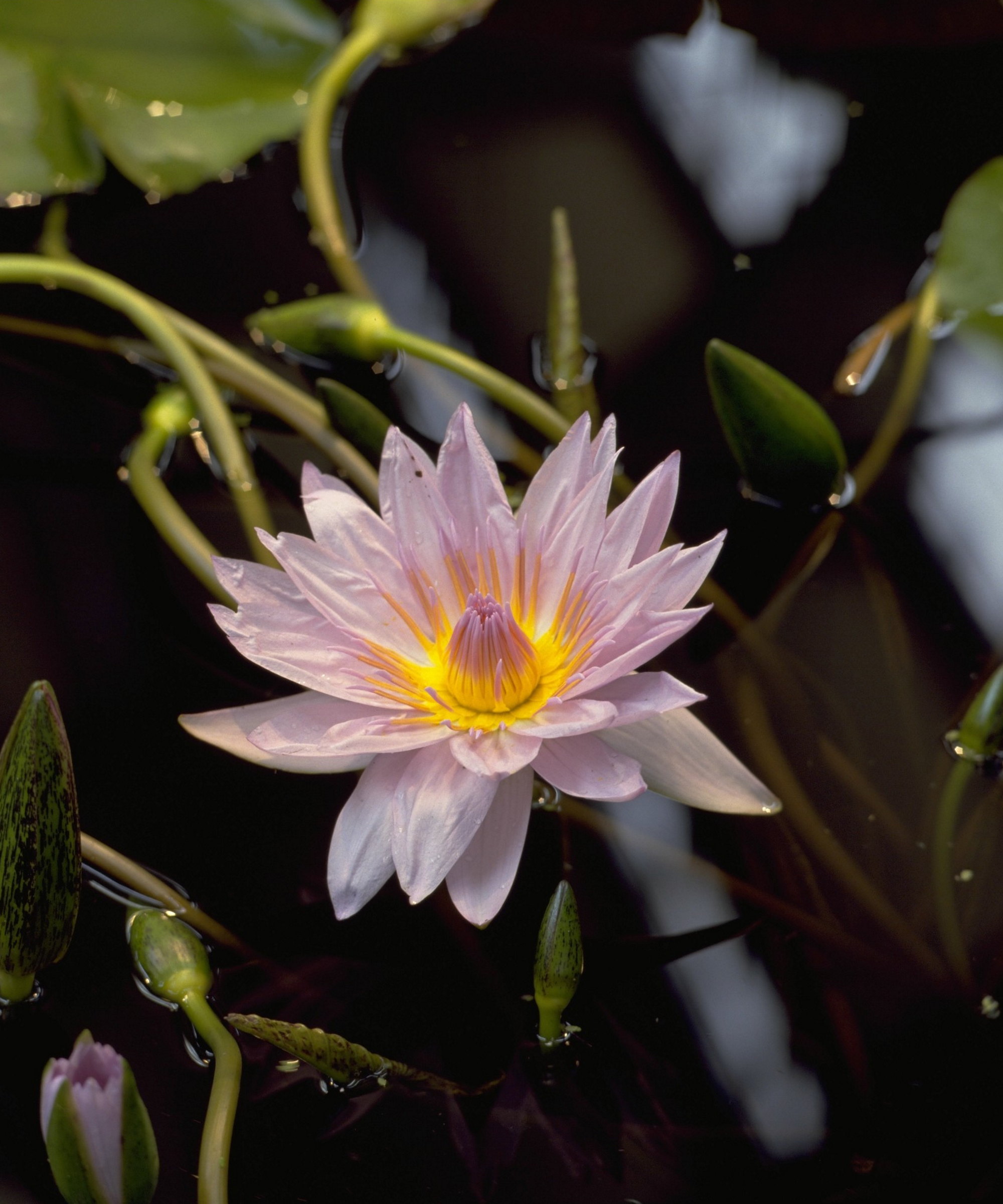 The pink flower of a water lily &#039;Pamela&#039;